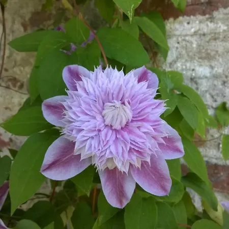 Le Sourire Des Anges *